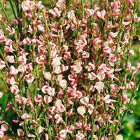 Pflanzen Für Dich Cytisus scoparius 'Dorothy Walpole', Besenginster, purpurrosa,