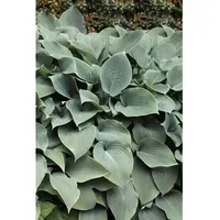 Pflanzen Für Dich Hosta sieboldiana 'Elegans', Blaublatt-Funkie, 3-5 Liter