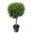 meinvipshop Echte Myrte Myrtus 45cm