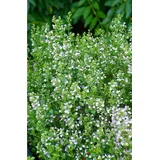 Pflanzen Für Dich Calamintha Nepeta Weißer Riese Bergminze Ca. 9x9 cm Topf