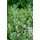 Pflanzen Für Dich Calamintha Nepeta Weißer Riese Bergminze Ca. 9x9 cm Topf