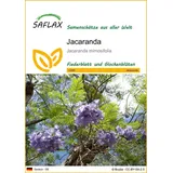 SAFLAX - Jacaranda - 50 Samen - Jacaranda mimosifolia