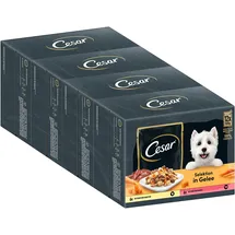 Cesar Hundefutter Selektion in Gelee 12 x 100 g