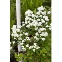 Pflanzen Für Dich Spiraea vanhouttei, Prachtspiere, weiß, 60–80 cm