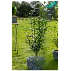 Ligustrum ovalifolium, Ovalblättriger Liguster, 20–30 cm