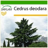 Saflax - Himalaya Zeder - 35 Samen - Mit keimfreiem Anzuchtsubstrat - Cedrus deodara