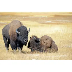 Fototapete PAPERMOON "BISONS WILD WEST", bunt, B:4,00m L:2,60m, Vlies, Tapeten