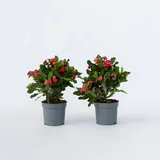 Plant in a Box - Christusdorn - 2 Stk - Euphorbia 'Milii' - Höhe 25-35cm - Topf 13cm