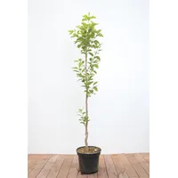Pflanzen Für Dich Diospyros Kaki Vaniglia Kaki Kakipflaume 125–150 cm