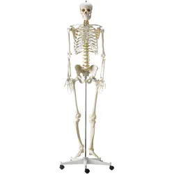 Skelettmodell mit flexibler Bandscheibe Lebensgroß HeineScientific