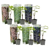 Plant in a Box - Traubenpflanze - 6 Stk - Vitis vinifera - Höhe 25-40cm - Topf 9cm