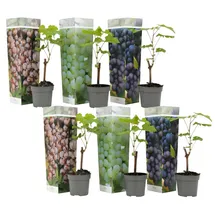 Plant in a Box - Traubenpflanze - 6 Stk - Vitis vinifera - Höhe 25-40cm - Topf 9cm