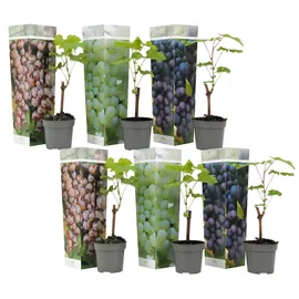 Plant in a Box - Traubenpflanze - 6 Stk - Vitis vinifera - Höhe 25-40cm - Topf 9cm
