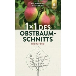 1 x 1 des Obstbaumschnitts