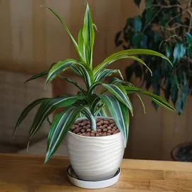 Biovita Blumenerde 5 l
