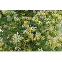 Pflanzen Für Dich Lonicera japonica 'Halliana', Japanisches Geißblatt, cremeweiß,
