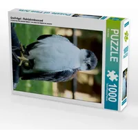 Calvendo Greifvögel - Rotrückenbussard Puzzle