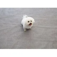 Isabella Flint Zeltteppich