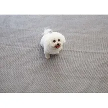 Isabella Flint Zeltteppich