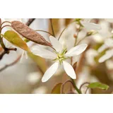 Pflanzen Für Dich Amelanchier lamarckii 125–150 cm