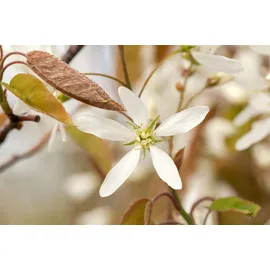 Pflanzen Für Dich Amelanchier lamarckii 125–150 cm