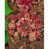 Pflanzen Für Dich Sempervivum x cult.'Rusty', Hauswurz, ca. 9x9