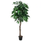 Europalms Dschungelbaum Mango, 150cm