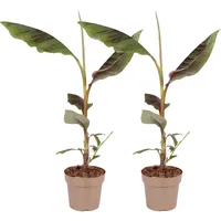 Plant in a Box - Rote Bananenpflanze - 2er
