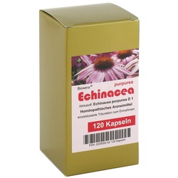 Echinacea Kapseln
