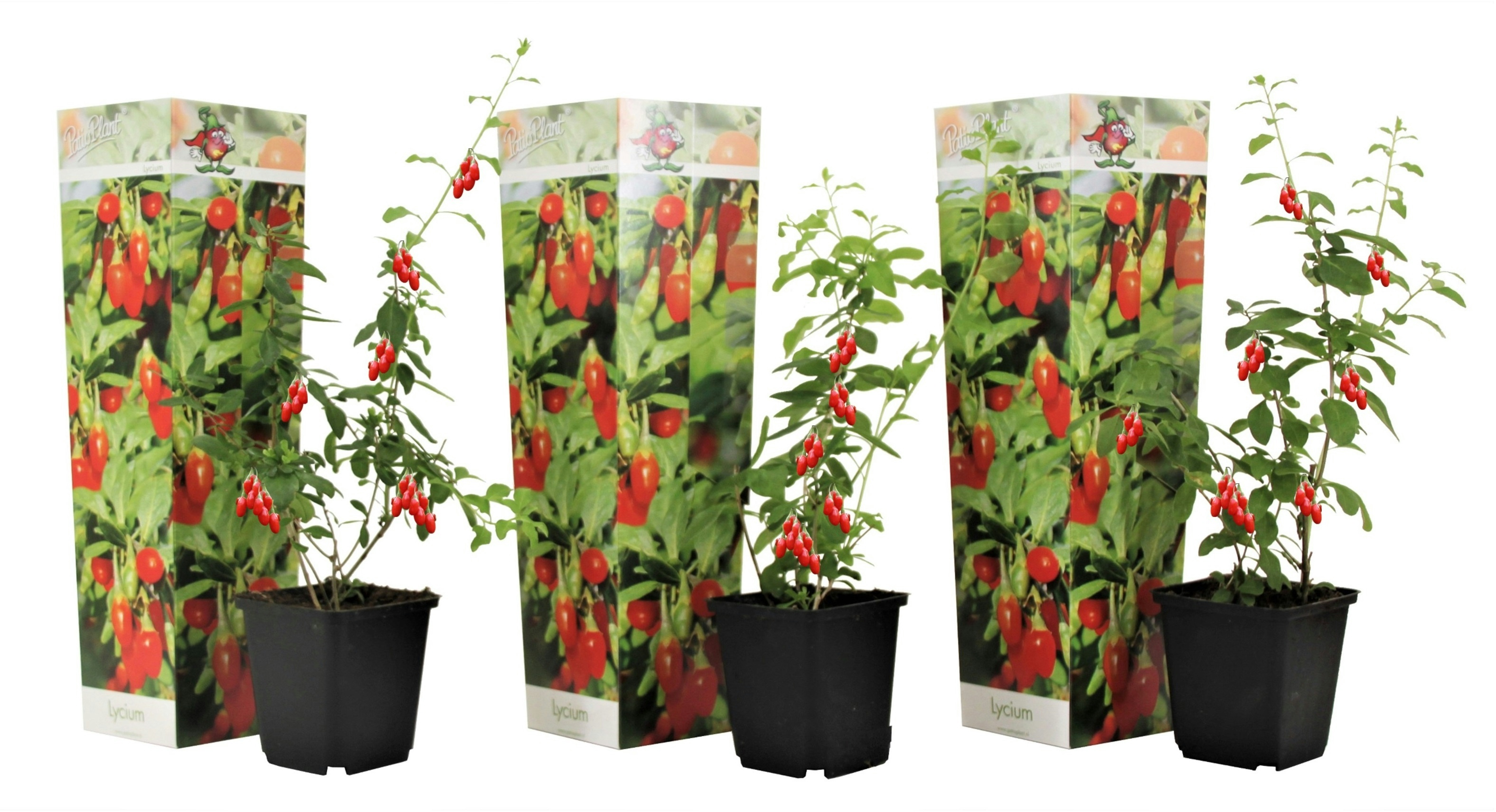 Plant in a Box Gemeiner Bocksdorn - Lycium barbarum - 3er Set Höhe 25-40cm