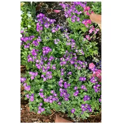 Aubrieta x cult. 'Rubinfeuer', Blaukissen, rubinrot, ca. 9x9 cm Topf