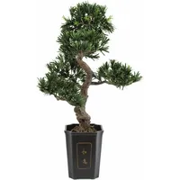 Europalms Bonsai Podocarpus, 80cm