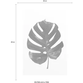 KOMAR Wandbild Monstera Leaf 30 x 40 cm