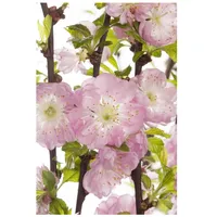 Pflanzen Für Dich Prunus triloba, Mandelbäumchen, rosa Blüten, 40–60
