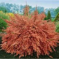 Pflanzen Für Dich Cytisus scoparius 'Frisia', Besenginster, gelb, 60–80