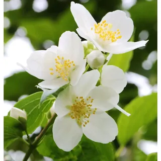 die nr-01.de Duftender Bauernjasmin 40-60cm - Philadelphus coronarius