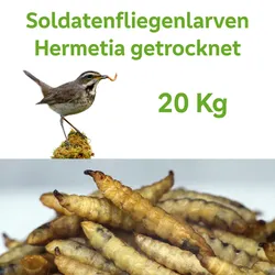 Soldatenfliegenlarven getrocknet ähnlich wie Mehlwürmer Proteine für T