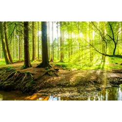 Fototapete PAPERMOON "WALD IM FRÜHLING SONNENLICHT", bunt, B:3,50m L:2,60m, Vlies, Tapeten