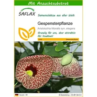 SAFLAX - Gespensterpflanze - 80 Samen - Mit keimfreiem