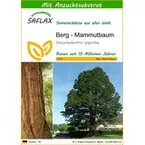 SAFLAX - Berg - Mammutbaum - 50 Samen - Mit keimfreiem Anzuchtsubstrat - Sequoiadendron gigantea
