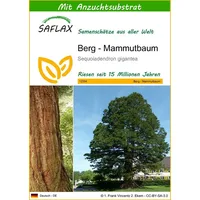 SAFLAX - Berg - Mammutbaum - 50 Samen - Mit keimfreiem Anzuchtsubstrat - Sequoiadendron gigantea