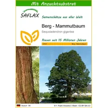 SAFLAX - Berg - Mammutbaum - 50 Samen - Mit keimfreiem Anzuchtsubstrat - Sequoiadendron gigantea