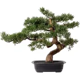 Creativ green Kunstbonsai »Bonsai Zeder«, grün