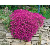 Pflanzen Für Dich Aubrieta x cult. 'Cascade Purple', Blaukissen,