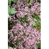 pflanzen-für-dich.de Pflanzen für Dich Staude Thalictrum kiusianum, 1 St., Wiesenraute rosa
