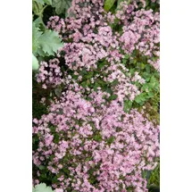 pflanzen-für-dich.de Pflanzen für Dich Staude Thalictrum kiusianum, 1 St., Wiesenraute rosa