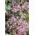 pflanzen-für-dich.de Pflanzen für Dich Staude Thalictrum kiusianum, 1 St., Wiesenraute rosa