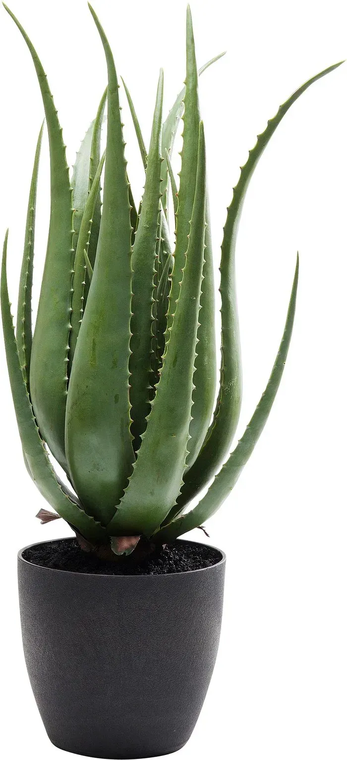 KARE DESIGN Kunstpflanze Aloe 60724 Kunststoff Grün