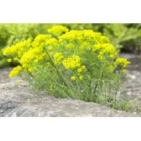 Pflanzen Für Dich Euphorbia cyparissias Wolfsmilch, ca. 9x9 cm