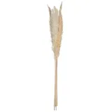 Atmosphera - Set Aus 6 Trockenblumen Pampa Naturelle H. 65 Cm Créateur D'Intérieur